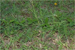 Crotalaria orixensis